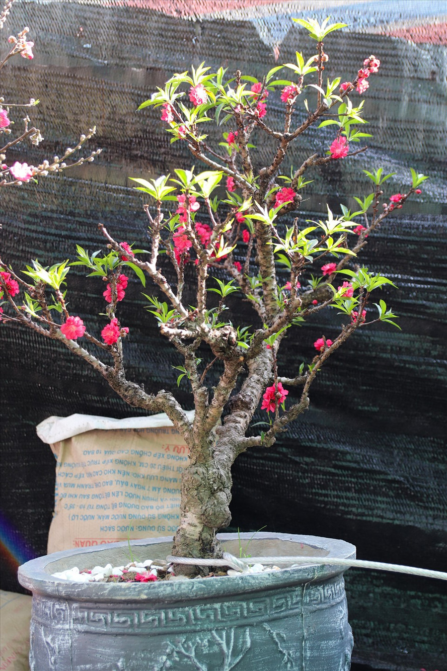  Năm nay, thị trường hoa Tết sôi động hơn khi có sự xuất hiện của đào thất thốn mini với đa dạng các kiểu dáng, giá dao động từ 2-3 triệu đồng/cây.