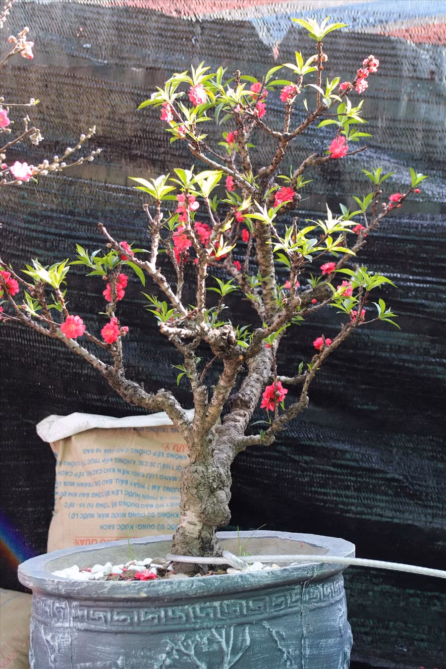  Năm nay, thị trường hoa Tết sôi động hơn khi có sự xuất hiện của đào thất thốn mini với đa dạng các kiểu dáng, giá dao động từ 2-3 triệu đồng/cây.
