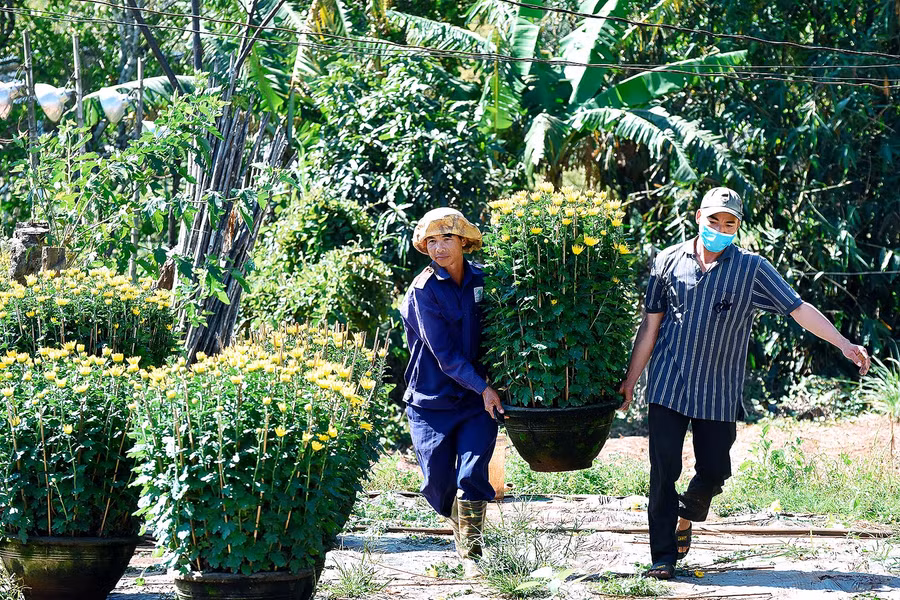10.Gia đình ông Trần Đăng Hòa (phường Thắng Lợi), cho biết, “Chưa năm nào trồng hoa vất vả như năm nay. Đến giờ chỉ mới có 400 chậu được thương lái đặt lấy, số còn lại gia đình phải tự mang xuống chợ hoa xuân bán lẻ, chỉ mong bán hết được số hoa này thì mới có lời để sắm sửa Tết. Còn nếu không bán được thì chắc chắn sẽ lỗ, chưa kể công sức bỏ ra cả năm trời”– ông Hòa cho biết.