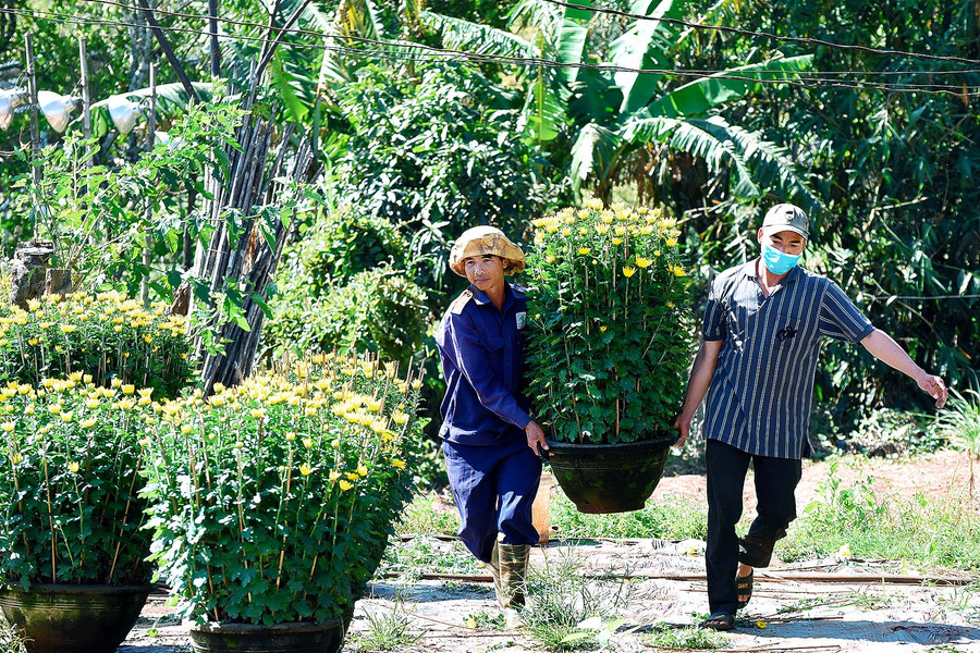 10.Gia đình ông Trần Đăng Hòa (phường Thắng Lợi), cho biết, “Chưa năm nào trồng hoa vất vả như năm nay. Đến giờ chỉ mới có 400 chậu được thương lái đặt lấy, số còn lại gia đình phải tự mang xuống chợ hoa xuân bán lẻ, chỉ mong bán hết được số hoa này thì mới có lời để sắm sửa Tết. Còn nếu không bán được thì chắc chắn sẽ lỗ, chưa kể công sức bỏ ra cả năm trời”– ông Hòa cho biết.