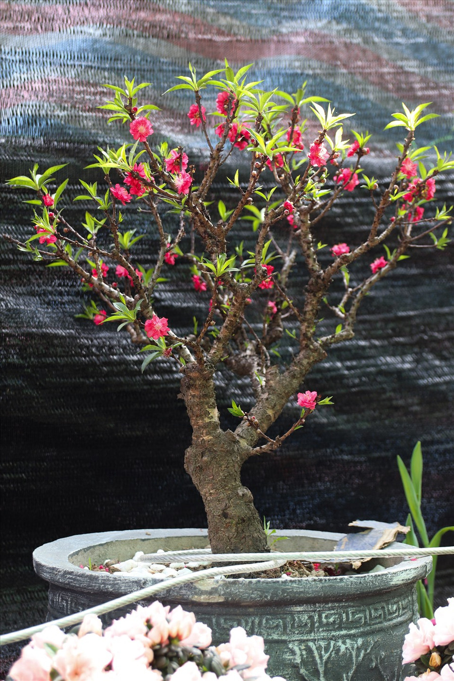 Đào thất thốn (hay còn gọi là đào tiến vua) là giống đào rất quý. Ngày xưa, loại đào này chỉ có vua chúa mới được thưởng chơi.