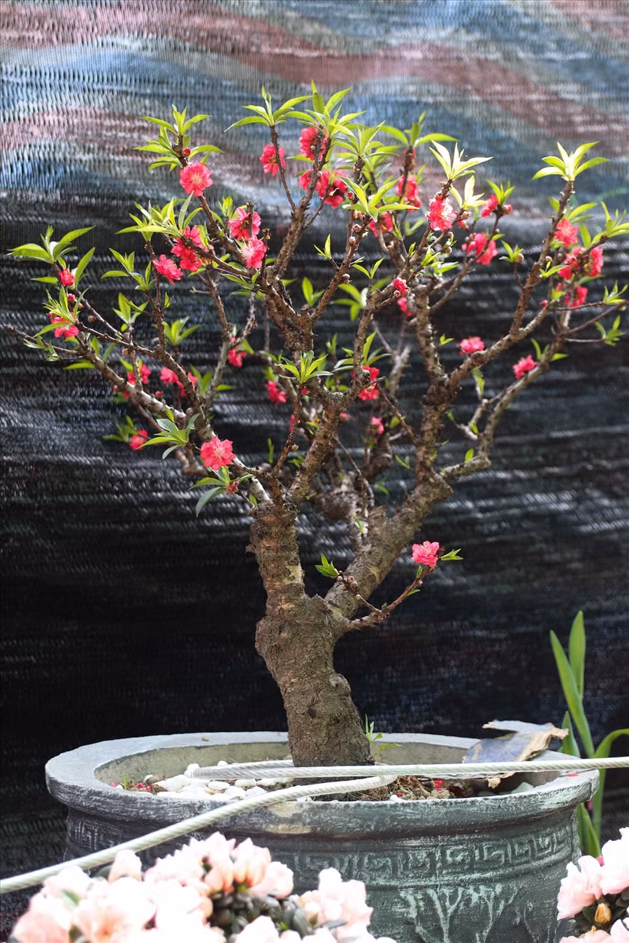 Đào thất thốn (hay còn gọi là đào tiến vua) là giống đào rất quý. Ngày xưa, loại đào này chỉ có vua chúa mới được thưởng chơi.