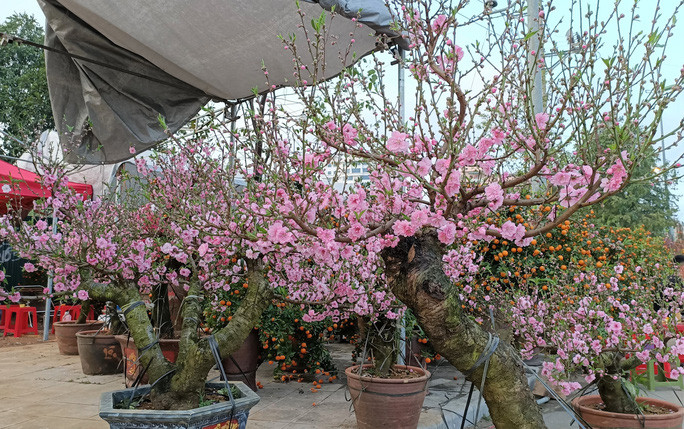 Loài hoa này được lai tạo từ hoa Anh đào của Nhật Bản với hoa đào rừng bản địa