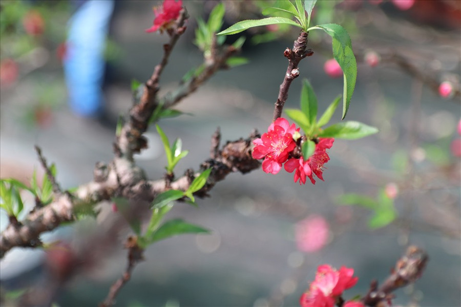 Hoa đào thất thốn nở khá lâu. Chị Giang cũng cho biết: Nếu thời tiết lạnh kéo dài, một bông hoa đào thất thốn từ lúc nở đến khi tàn có thể được chục ngày.