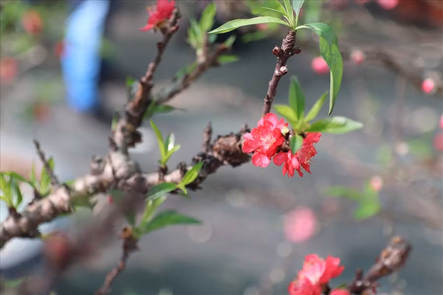 Hoa đào thất thốn nở khá lâu. Chị Giang cũng cho biết: Nếu thời tiết lạnh kéo dài, một bông hoa đào thất thốn từ lúc nở đến khi tàn có thể được chục ngày.