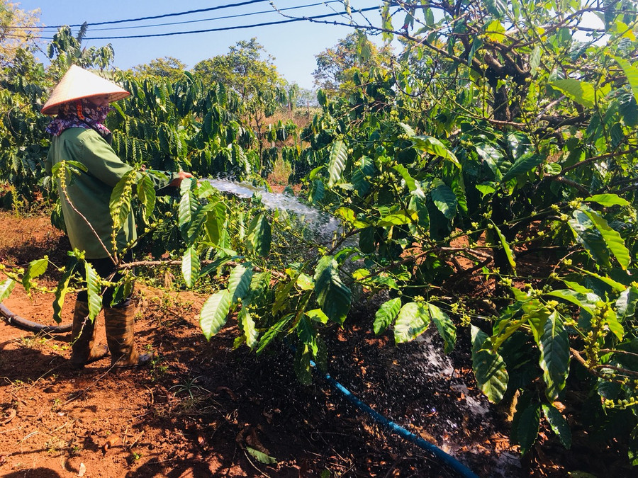 3. Bà Trần Thị Chương (xã Ia Băng, huyện Chư Prông) tưới cà phê chống hạn-Hoành Sơn