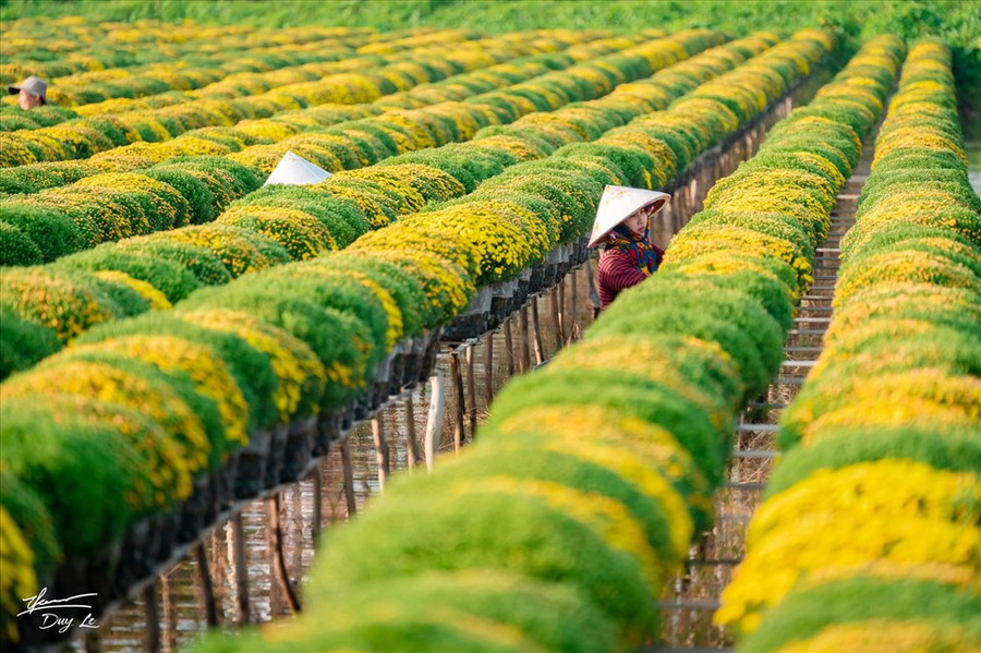  Hoa cúc mâm xôi mang nhiều ý nghĩa về tài lộc, giàu sang, phú quý được nhiều người mua để trang trí trong nhà, sân vườn,… (Ảnh: Thanh Duy)