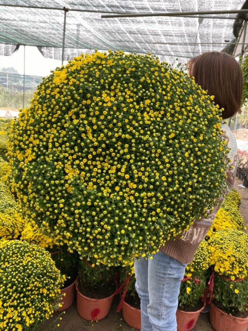  ... nhìn như một quả cầu vàng vô cùng đẹp mắt.