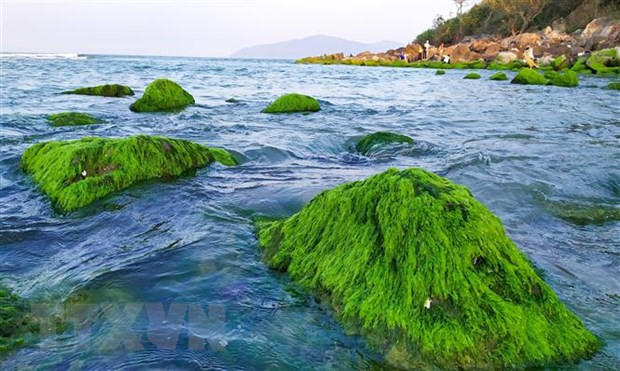 Những tảng đá phủ đầy rêu xanh mướt hiện ra khi thủy triều rút. (Ảnh: Trần Lê Lâm/TTXVN)  Những tảng đá phủ đầy rêu xanh mướt hiện ra khi thủy triều rút. (Ảnh: Trần Lê Lâm/TTXVN)