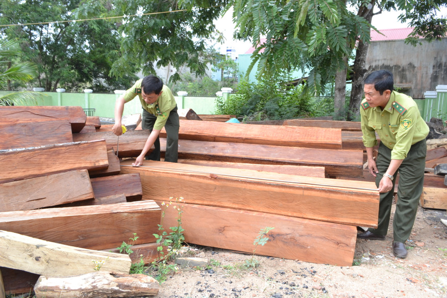 Lực lượng chức năng huyện Kông Chro kiểm kê số lâm sản vừa bắt giữ