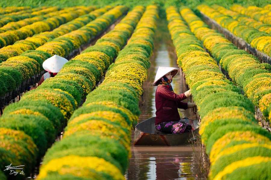 Theo bà con trồng hoa ở đây, năm nay thời tiết khá thuận lợi, nên cúc mâm mâm xôi ít sâu, nở đều và đẹp hơn mọi năm. Giá mua tại vườn với những giỏ cúc mâm xôi khoảng từ 80.000 - 100.000 đồng/giỏ. (Ảnh: Thanh Duy)