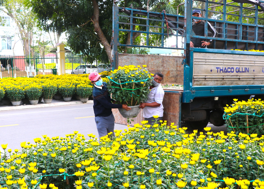 Ngoài chở đi bán ở các huyện lân cận, nhiều nhà nhà vườn tại thị xã An Khê đã vận chuyển hoa về chợ hoa Tết của thị xã bày bán. Ảnh Ngọc Minh