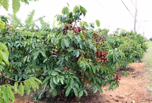 (Ảnh: Hoàng Cao Nguyên/TTXVN)