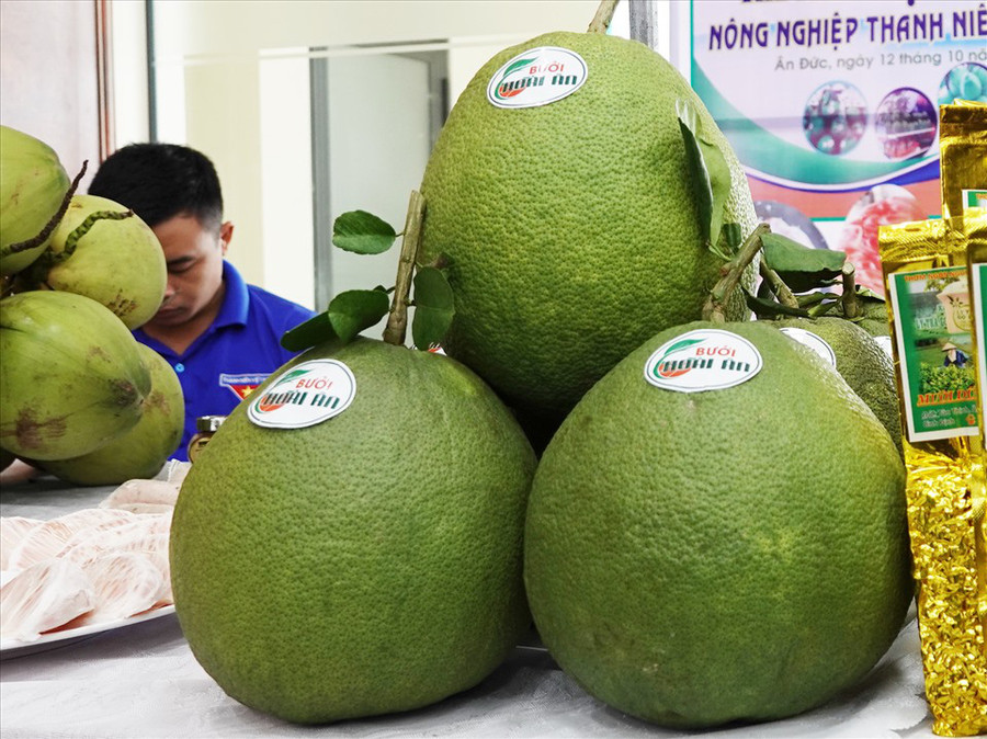 Toàn huyện Hoài Ân (tỉnh Bình Định) có khoảng hơn 300 ha bưởi da xanh, trong đó có 160 ha đã cho quả. Ảnh: T.X