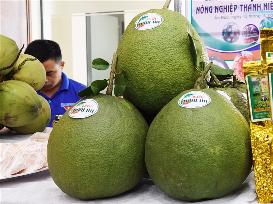 Toàn huyện Hoài Ân (tỉnh Bình Định) có khoảng hơn 300 ha bưởi da xanh, trong đó có 160 ha đã cho quả. Ảnh: T.X