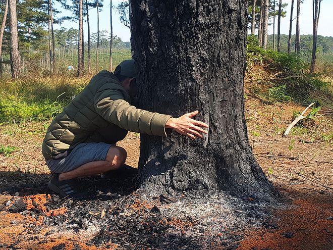 Những cây thông cổ thụ bị đốt gốc để triệt hạ nhằm lấn chiếm đất rừng trồng cà phê - Ảnh: Trùng Dương