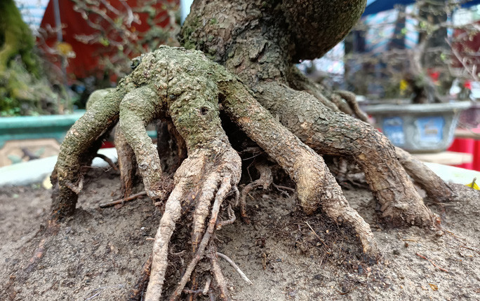 Để chăm sóc những gốc mai này rất công phu