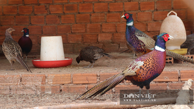 Những chú chim trĩ lông óng mượt bên trong trang trại của ông Nguyễn Ngọc Phương.