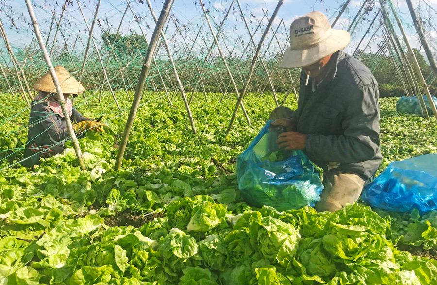 Nông dân xã An Phú thu hoạch rau xà lách dù giảm hơn những tháng trước