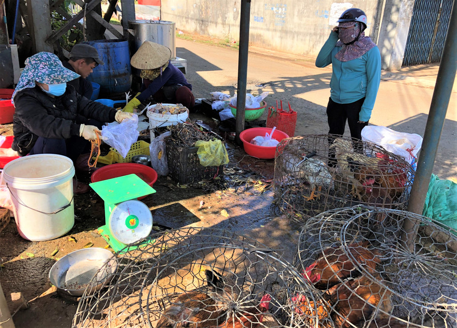 Các hàng bán gà tất bật làm không hết việc với dịch vụ giết mổ gà cúng Tết. Ảnh: Đinh Yến  Các hàng bán gà tất bật làm không hết việc với dịch vụ giết mổ gà cúng Tết. Ảnh: Đinh Yến