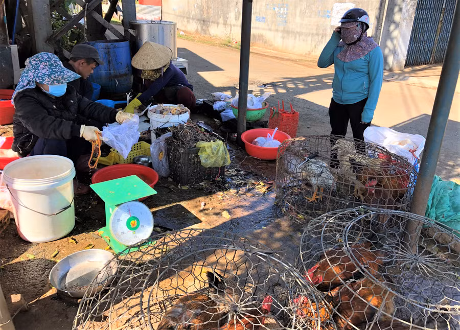  Các hàng bán gà tất bật làm không hết việc với dịch vụ giết mổ gà cúng Tết. Ảnh: Đinh Yến