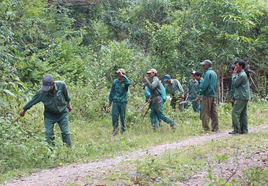 Người dân nhận khoán và lực lượng chuyên trách bảo vệ rừng Ban Quản lý rừng phòng hộ Ia Ly phát dọn thực bì. Ảnh: Nguyễn Diệp