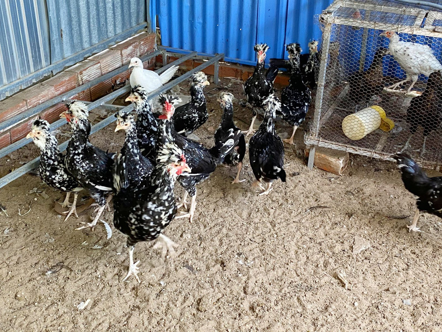 Do được nuôi bằng phương pháp an toàn sinh học nên trang trại nuôi chim trĩ, nuôi gà Quý Phi của anh Nguyễn Bửu Thanh, ở phường Long Hưng (quận Ô Môn, TP Cần Thơ) cung cấp cho thị trường sản phẩm sạch. Do được nuôi bằng phương pháp an toàn sinh học nên trang trại nuôi chim trĩ, nuôi gà Quý Phi của anh Nguyễn Bửu Thanh, ở phường Long Hưng (quận Ô Môn, TP Cần Thơ) cung cấp cho thị trường sản phẩm sạch.