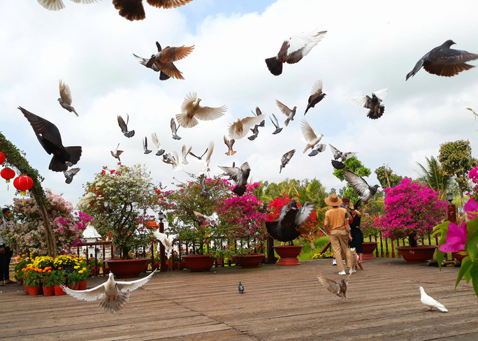 Nhiều người thích "check in" với đàn bồ câu hàng trăm con Nhiều người thích