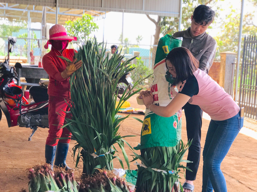 Dù có mặt tại vựa hoa Trà Đa từ sớm nhưng chị Vũ Thị Thương (bìa phải; thị trấn Kbang, huyện Kbang) vẫn không mua đủ lượng hoa dự tính do chủ vườn “cháy” hàng. Ảnh: Trần Dung Dù có mặt tại vựa hoa Trà Đa từ sớm nhưng chị Vũ Thị Thương (bìa phải; thị trấn Kbang, huyện Kbang) vẫn không mua đủ lượng hoa dự tính do chủ vườn “cháy” hàng. Ảnh: Trần Dung.