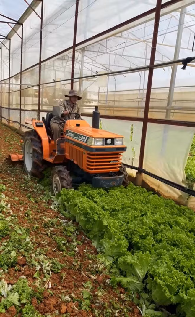 Ông Trần Minh Khuê cày bỏ khoảng 2 sào xà lách Cu-ria làm phân xanh. Ảnh: LÂM VIÊN