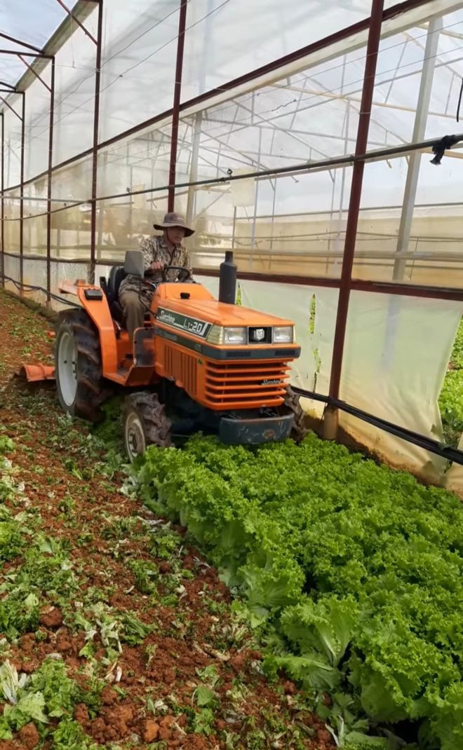 Ông Trần Minh Khuê cày bỏ khoảng 2 sào xà lách Cu-ria làm phân xanh. Ảnh: LÂM VIÊN