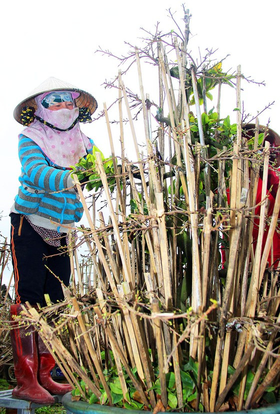 Trồng mai vàng ở Háo Đức (thị xã An Nhơn) được xem là nghề mới, đem lại cuộc sống sung túc cho người dân