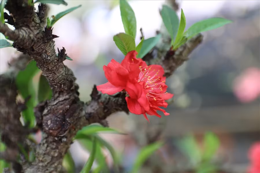 Đào thất thốn khi nở bông hoa trông rất to và có màu đỏ tươi.