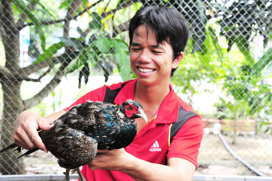 Trang trại của anh Nguyễn Bửu Thanh, ở phường Long Hưng, quận Ô Môn, TP Cần Thơ rộng gần 500m2 nuôi trên 100 con chim trĩ bố mẹ và 300 con chim trĩ thương phẩm.  Trang trại của anh Nguyễn Bửu Thanh, ở phường Long Hưng, quận Ô Môn, TP Cần Thơ rộng gần 500m2 nuôi trên 100 con chim trĩ bố mẹ và 300 con chim trĩ thương phẩm.