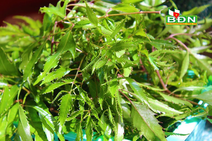 Người M'nông ở tỉnh Đắk Nông xem lá đinh lăng là một loại rau quý...