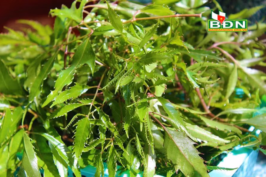 Người M'nông ở tỉnh Đắk Nông xem lá đinh lăng là một loại rau quý...