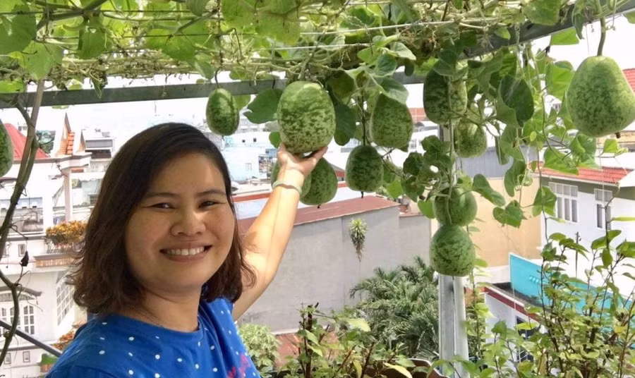 Vườn nông sản sân thượng trĩu quả của mẹ bỉm sữa TP.HCM- Ảnh: Hoa Nữ
