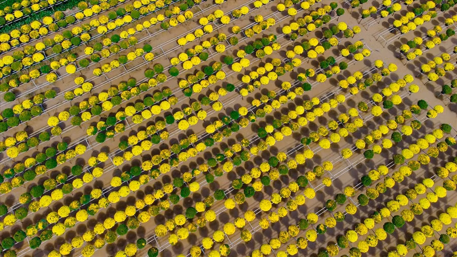  Mỗi hộ đều trồng với số lượng trên 1000 cây, các cây cách đều nhau để khi hoa nở không bị đè, dập nát hay bông bị gãy. (Ảnh: Paris Le)