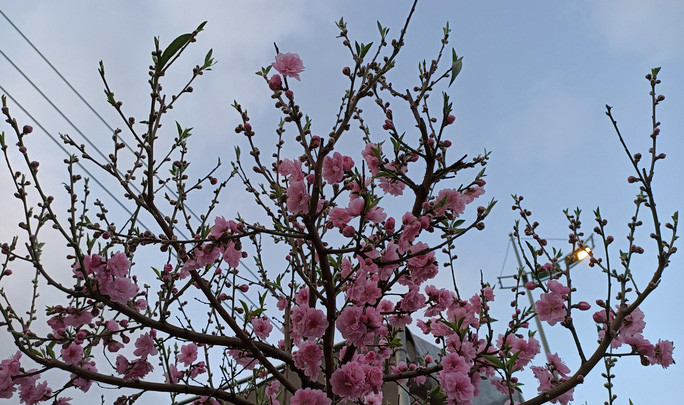 Hoa khi nở rất đều và đồng loại, tuy nhiên cánh hoa rất dai và lâu tàn