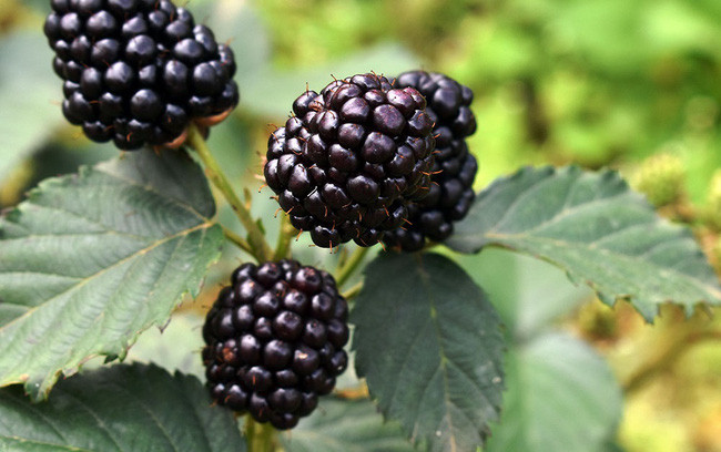 Trồng phúc bồn tử đen nếu chăm sóc tốt có thể cho thu hoạch quả liên tục từ 8-10 năm, thu hoạch quanh năm, trọng lượng trái trung bình 80-90 quả/kg.