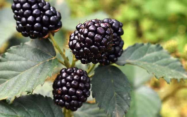 Trồng phúc bồn tử đen nếu chăm sóc tốt có thể cho thu hoạch quả liên tục từ 8-10 năm, thu hoạch quanh năm, trọng lượng trái trung bình 80-90 quả/kg.