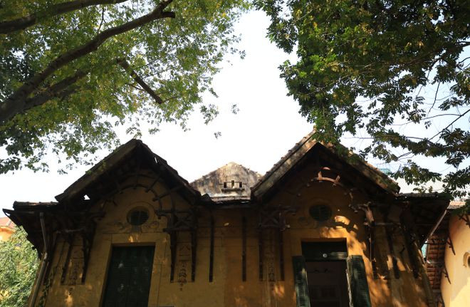 Hàng xà cừ thay lá trên tuyến đường Phan Đình Phùng