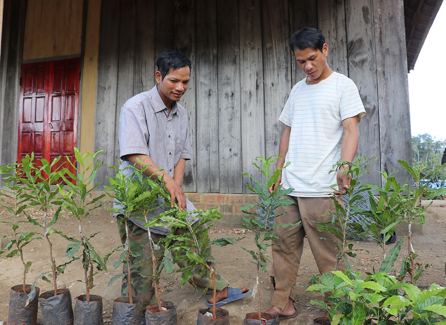 Ông Đinh Văn Váo (bìa trái) hướng dẫn người dân trồng, chăm sóc cây mắc ca. Ảnh: Ngọc Minh Ông Đinh Văn Váo (bìa trái) hướng dẫn người dân trồng, chăm sóc cây mắc ca. Ảnh: Ngọc Minh
