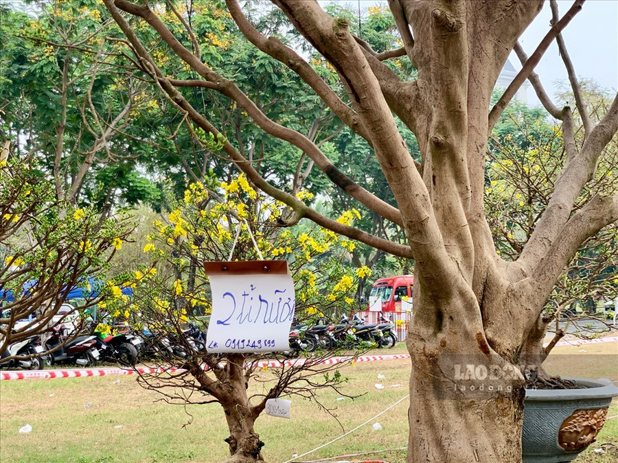  “Cụ” mai cổ thụ thuộc giống “mai Hương” hơn 100 năm tuổi có mức giá 2,5 tỉ đồng - mức cao nhất tại đây hiện cũng đang trong tầm ngắm của một vị đại gia sống tại Quận 2.