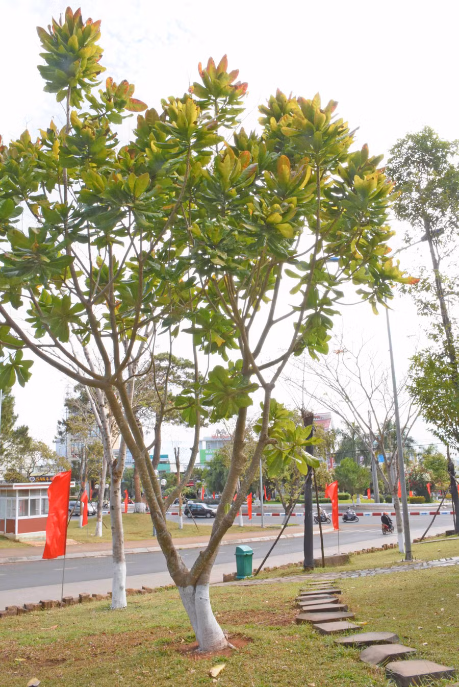 1. Bàng vuông kiêu hãnh vươn cành tại Quảng trường Đại Đoàn Kết (TP. Pleiku)