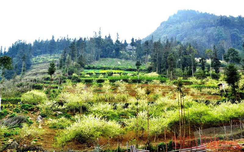 Nép dưới tán rừng cây sa mộc.