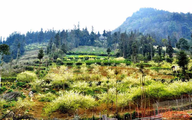 Nép dưới tán rừng cây sa mộc.