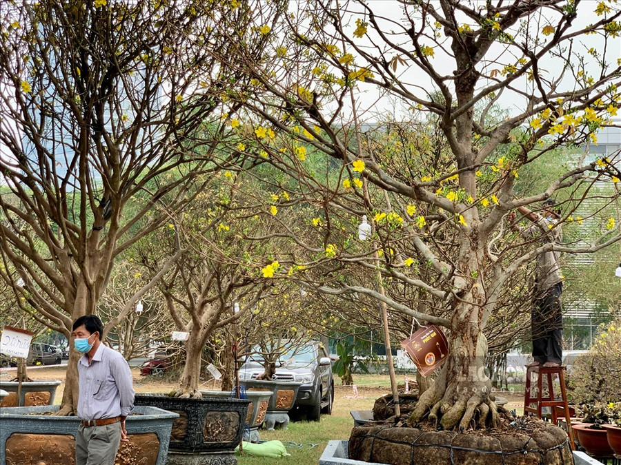 Trong vườn còn rất nhiều cây mai khác có độ tuổi từ 50-70 năm tuổi, với mức giá giao động từ 400 triệu đồng - 1,1 tỉ đồng.