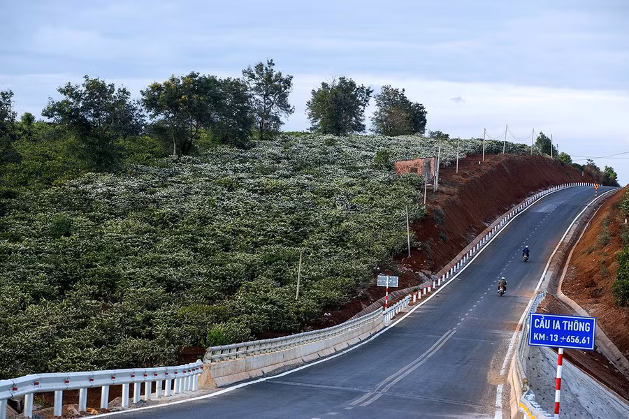 Đi dọc đường Hồ Chí Minh tuyến tránh đô thị Pleiku, du khách dễ dàng bắt gặp những vườn cà phê đang đồng loạt nở hoa. Ảnh: Võ Đình Khoa