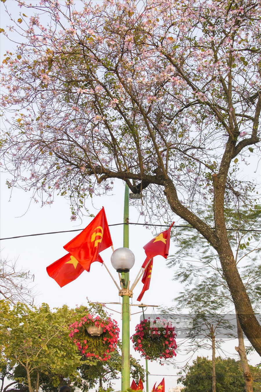 Dọc các con đường Bắc Sơn, Hoàng Diệu, Thanh Niên,… hoa ban đã bắt đầu nở rộ.